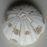 Pseudoboletia maculata Troschel, 1869